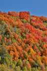 USA, Utah. Wasatch Mountains maple in fall color along Highway 39 Art Print